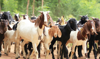 A herd of goats