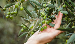 an olive tree